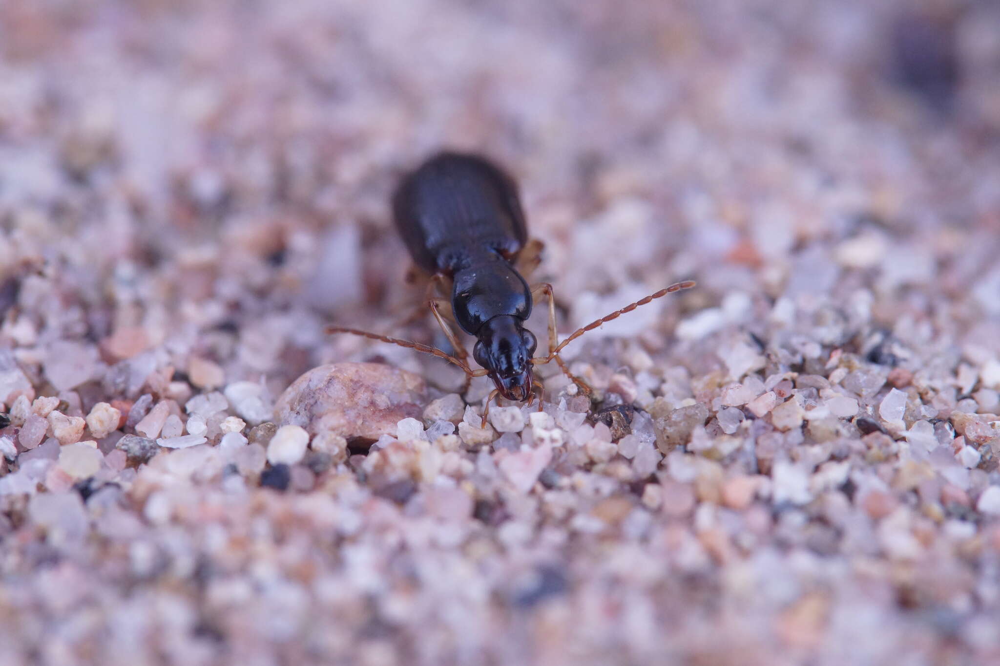 Image of Ground beetle