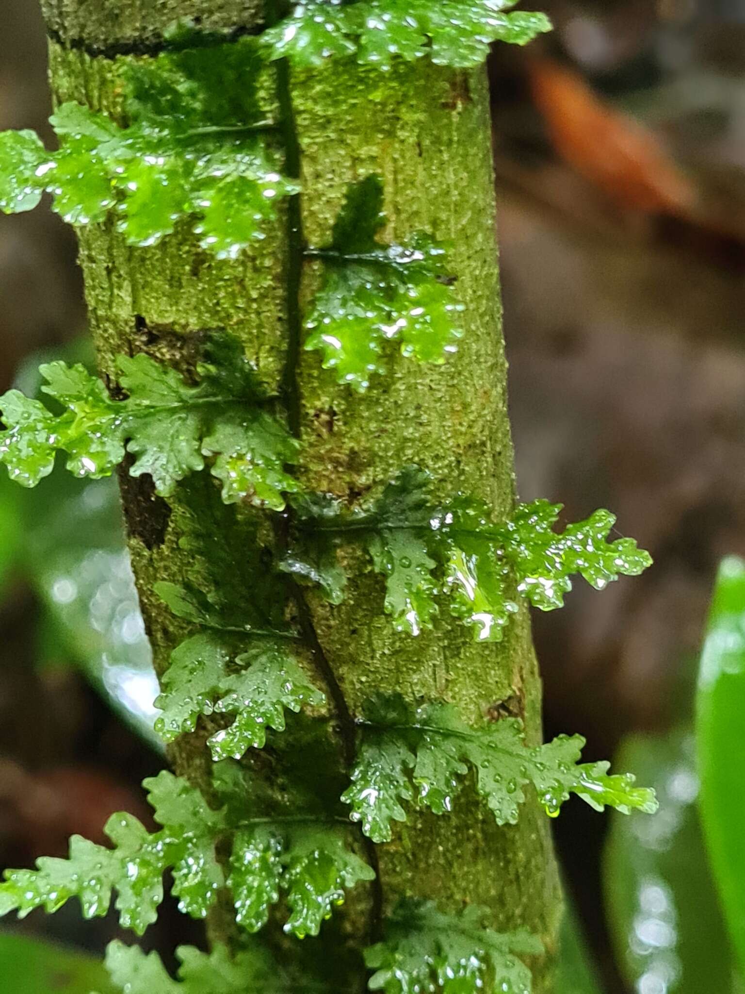 Image of Trichomanes ankersii Parker