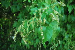 Image of American buckwheat vine