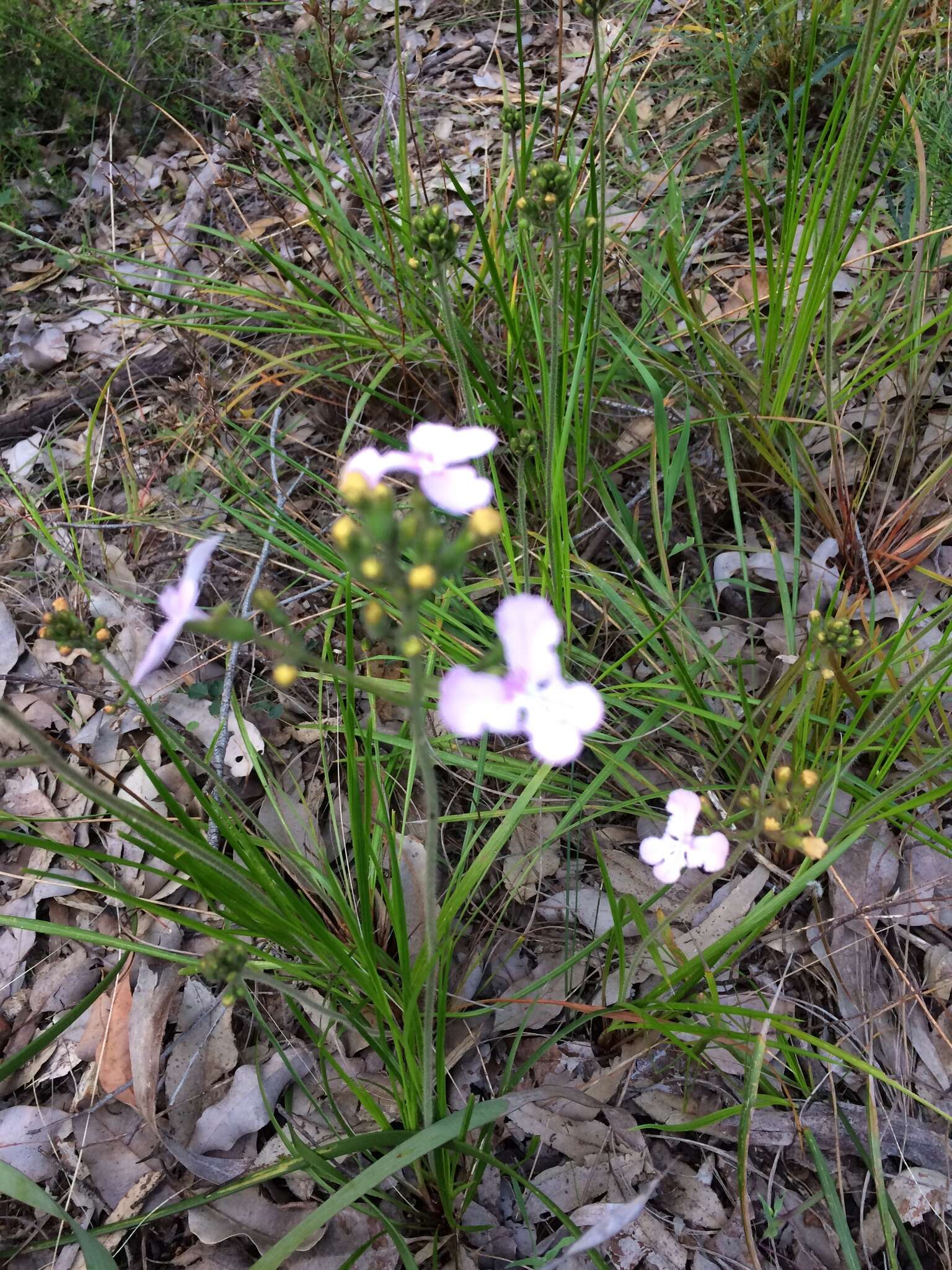 Image of Stylidium affine Sonder