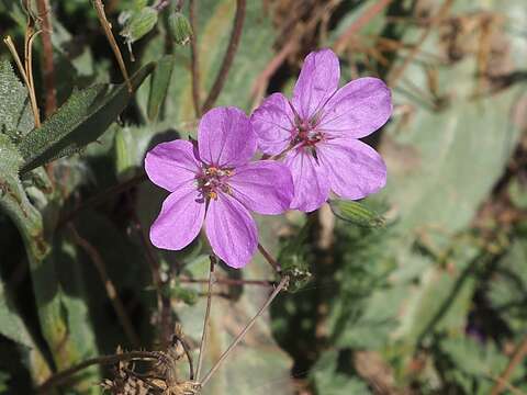 Image of Erodium acaule (L.) Becherer & Thell.