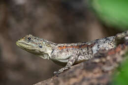 Agama mucosoensis Hellmich 1957 resmi