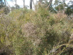 Sivun Hakea carinata F. Müll. ex Meissn. kuva