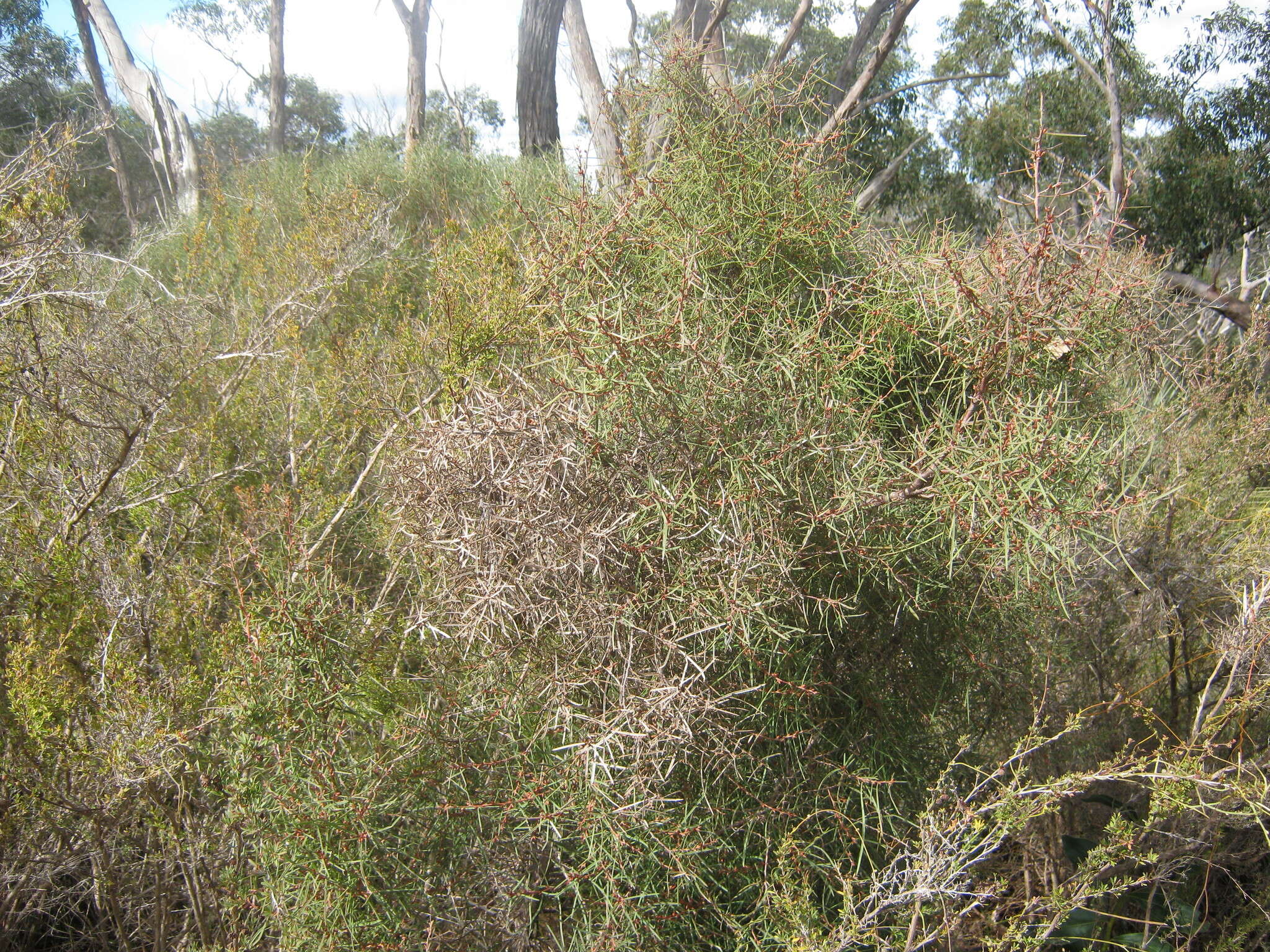 Image of Hakea carinata F. Müll. ex Meissn.