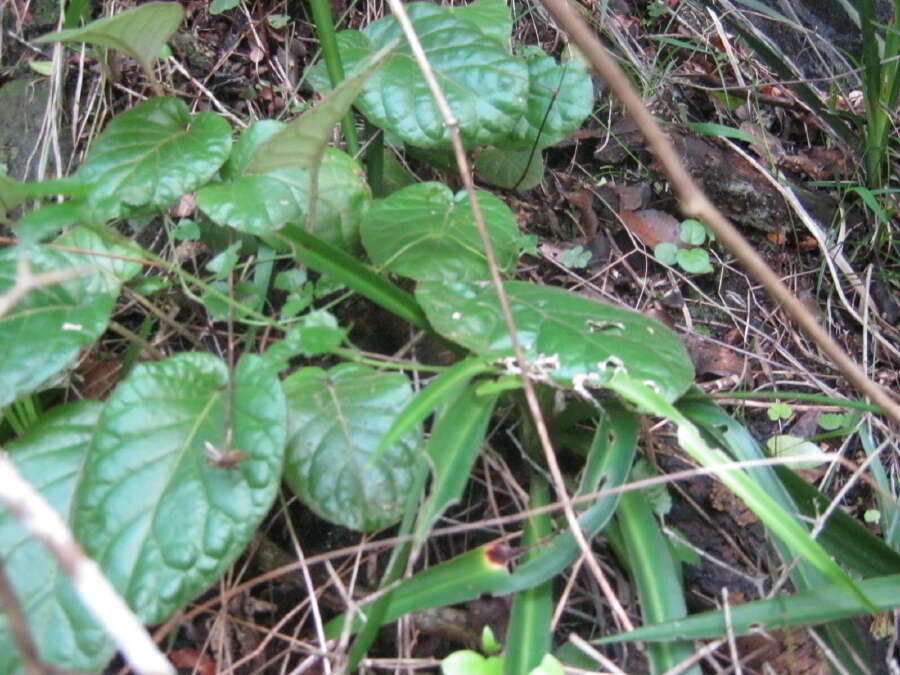 Image of Piloselloides cordata (Thunb.) C. Jeffrey