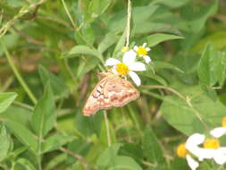 Image of Asterocampa clyton flora Edwards 1876