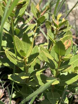 Image of Morella brevifolia (E. Mey. ex C. DC.) D. J. B. Killick