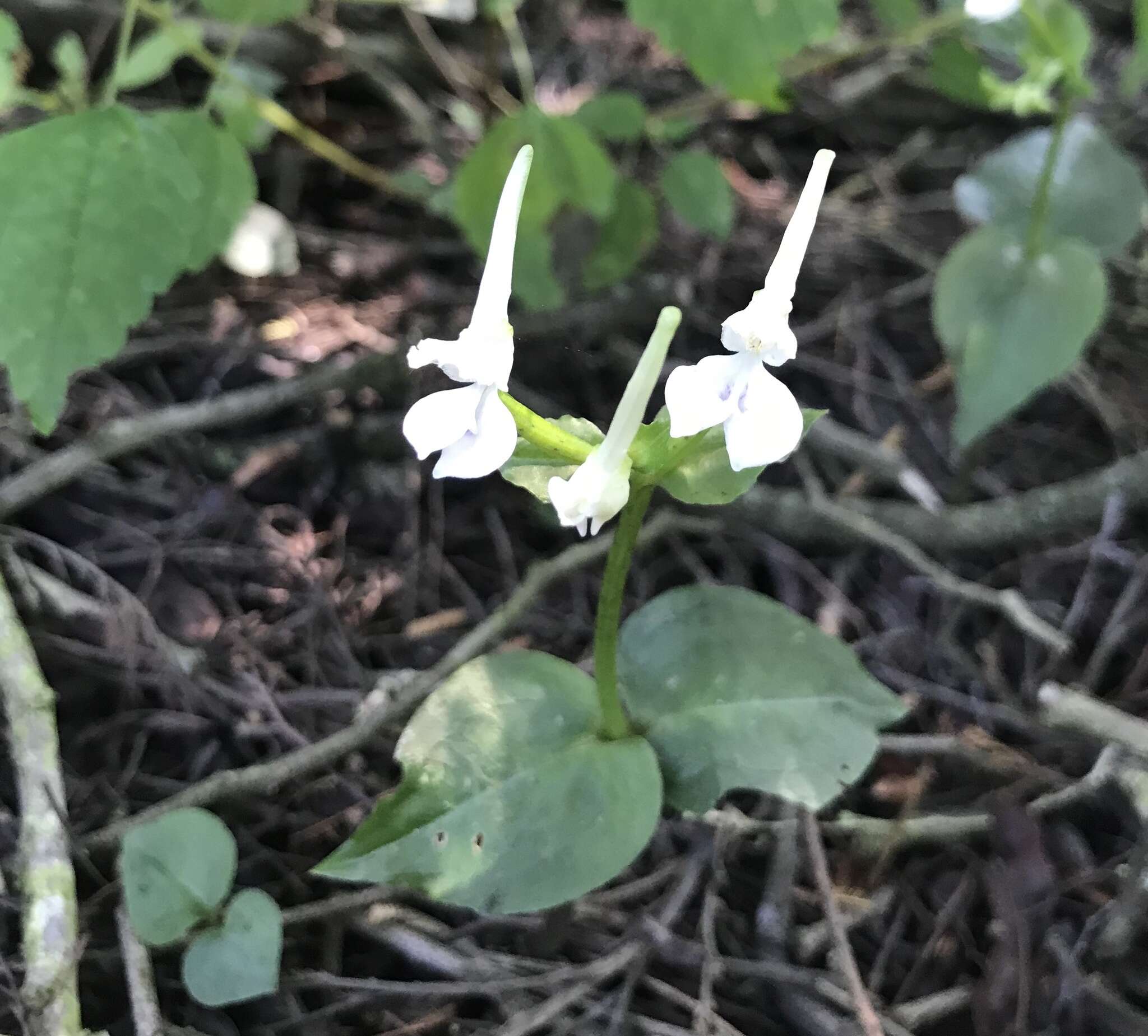 Image of Disperis anthoceros var. anthoceros