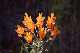 Image of Alstroemeria ligtu subsp. simsii (Spreng.) Ehr. Bayer