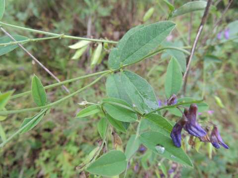 Image of Vicia pseudo-orobus Fisch. & C. A. Mey.