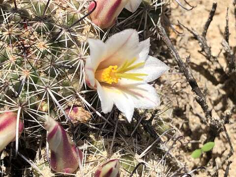 Image of Mammillaria hutchisoniana subsp. louisae (G. E. Linds.) D. R. Hunt