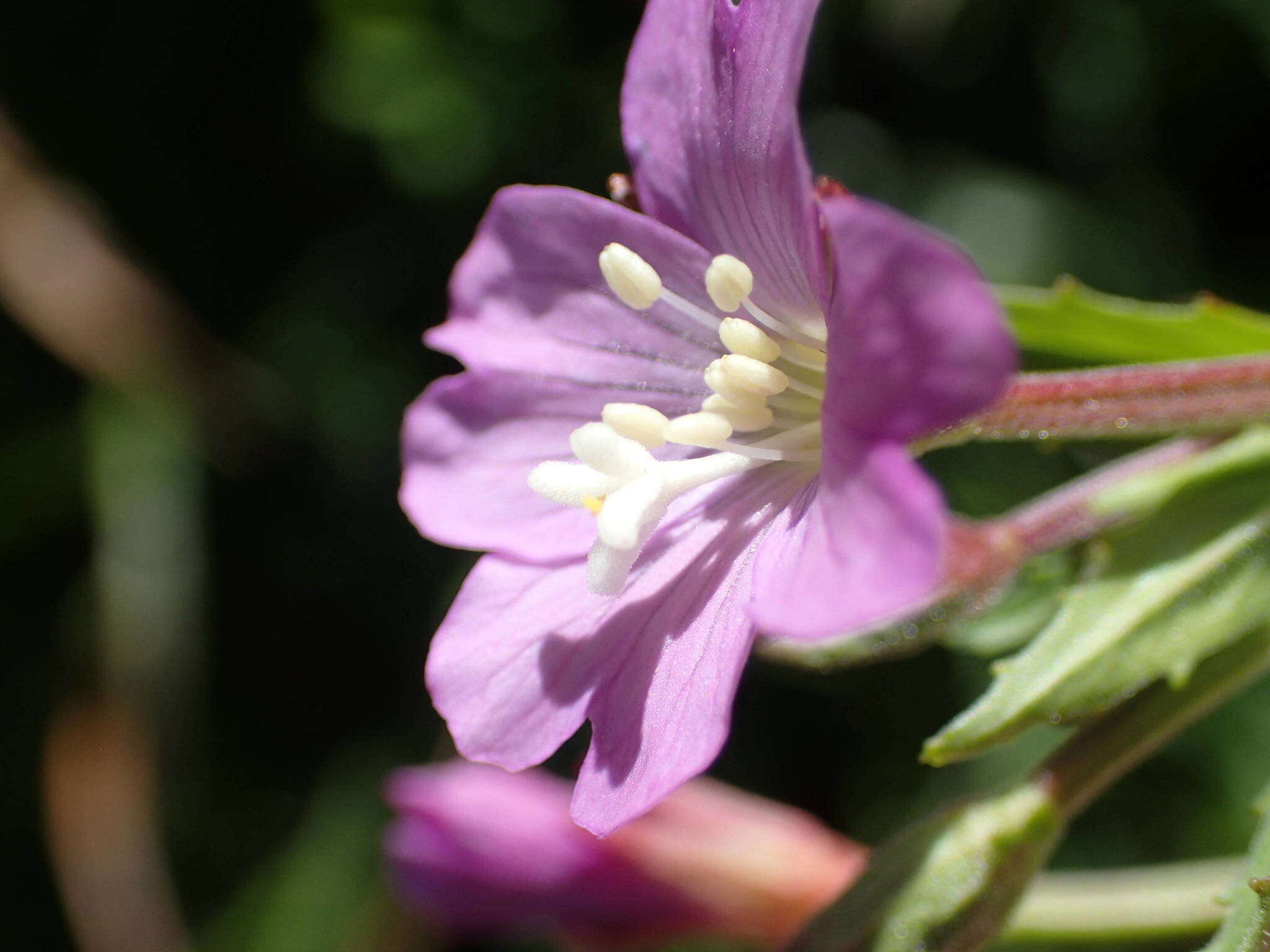 Image of Epilobium duriaei Godron