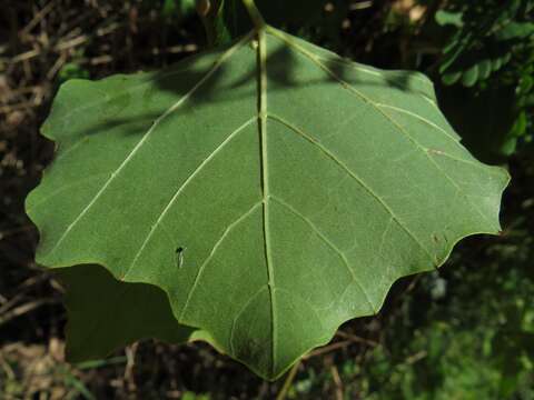 Image de Rhoicissus tomentosa (Lam.) Wild & R. B. Drumm.