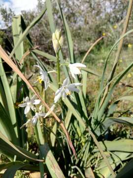 Image of Anthericum baeticum (Boiss.) Boiss.