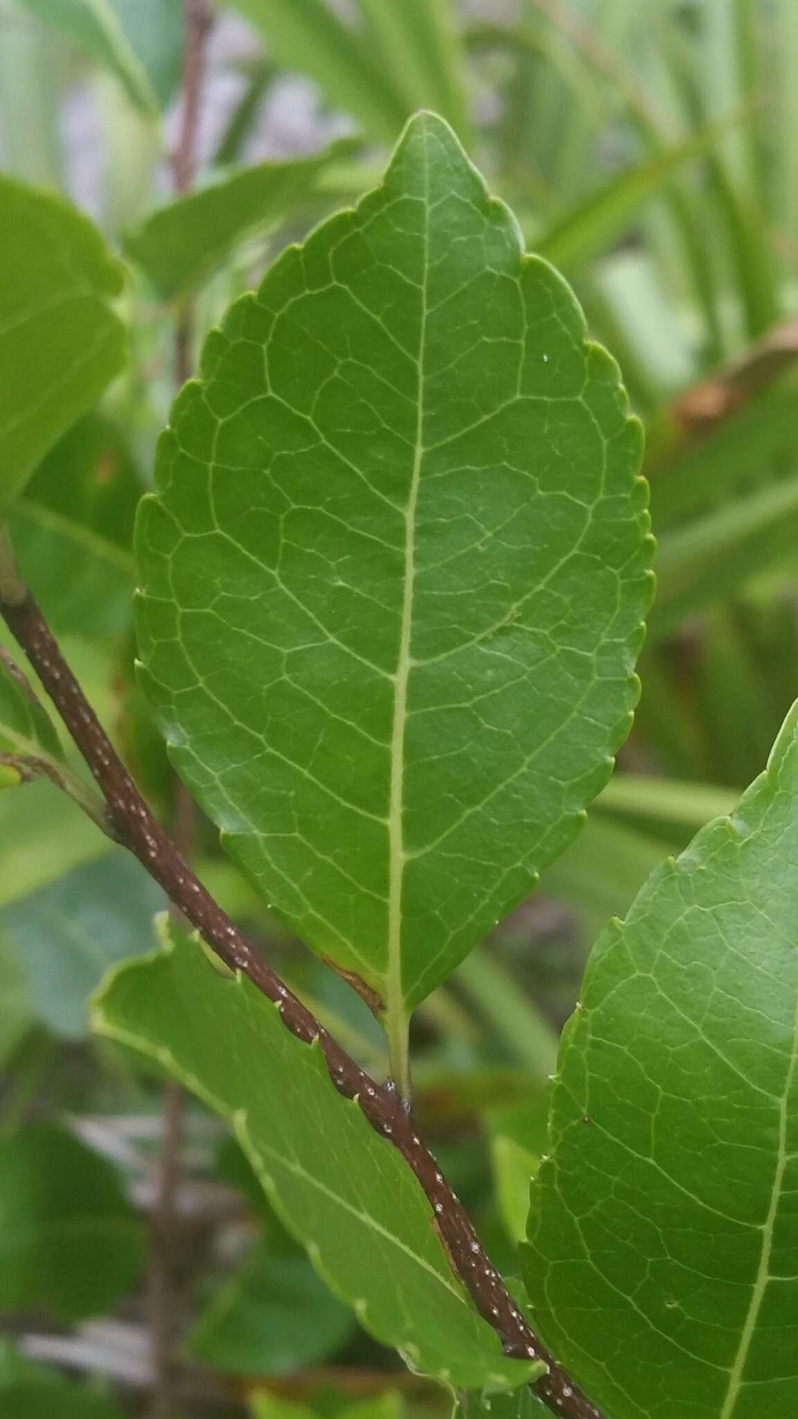 Image of Carolina holly