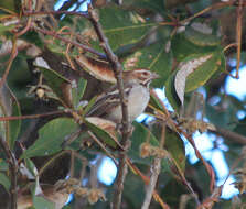 Image of Chestnut-crowned Sparrow-Weaver