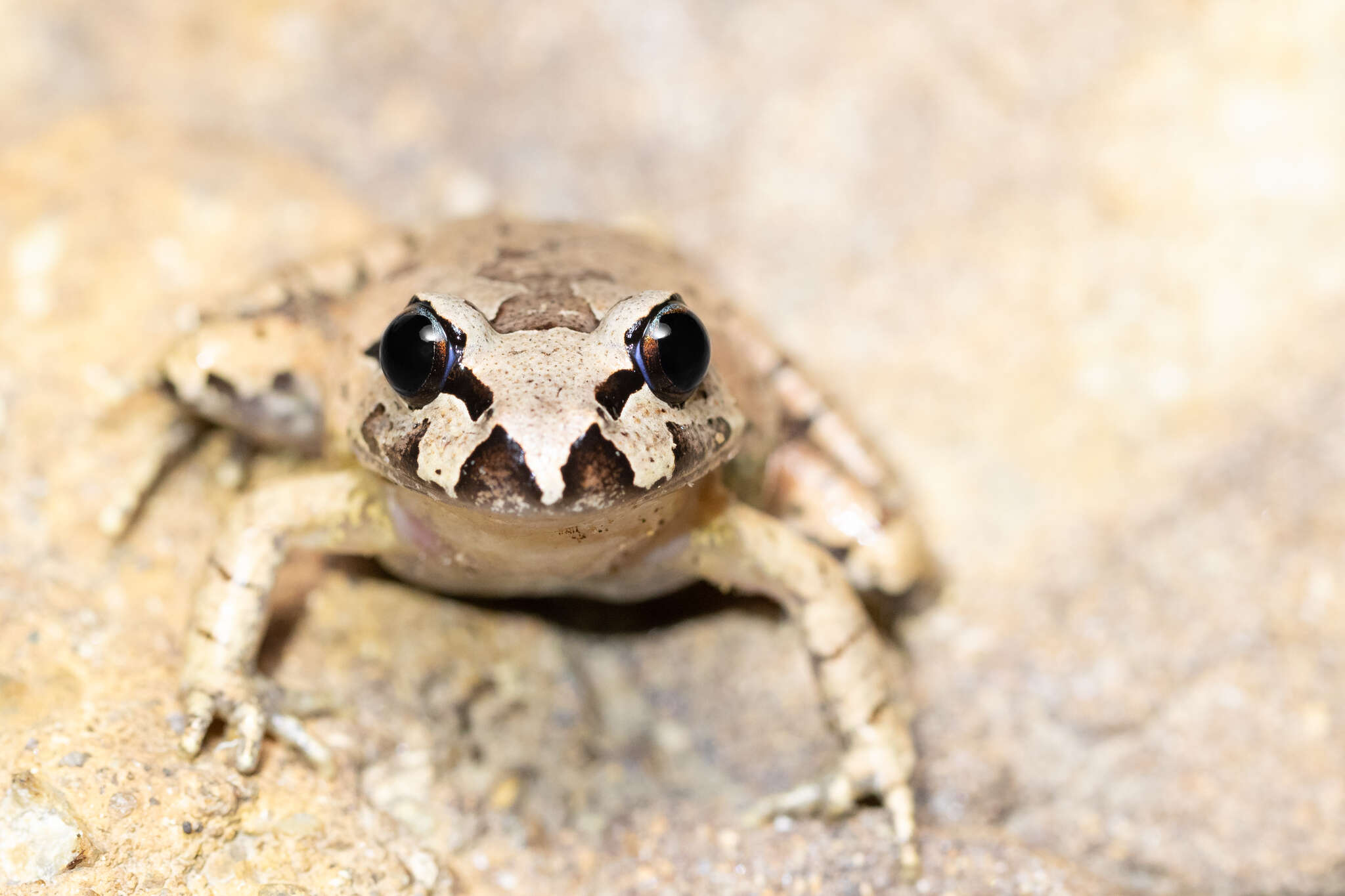 Image of Grey Barred Frog