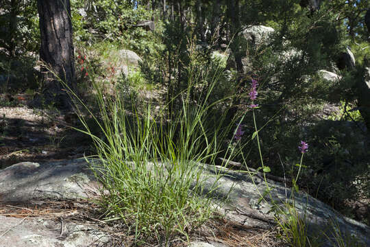 Image of bulb panicgrass