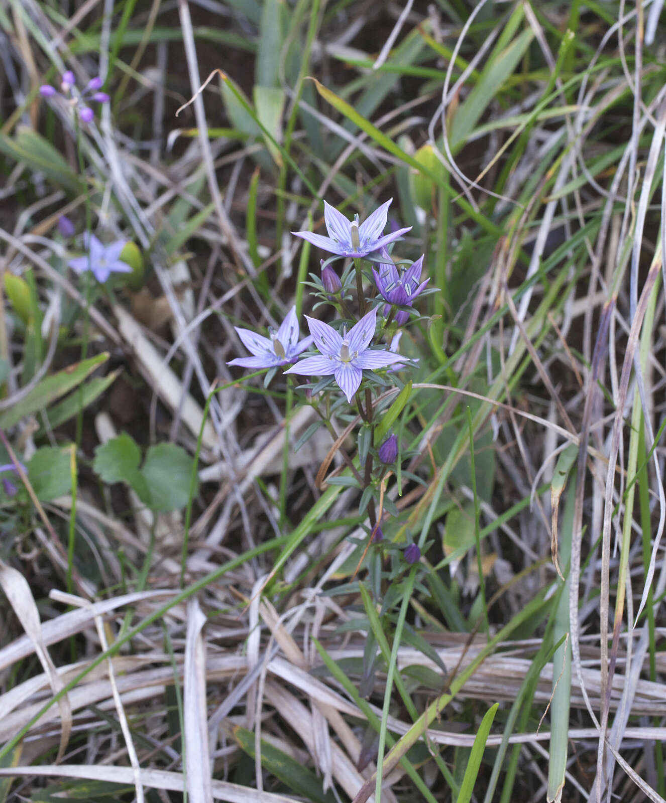 Image of Swertia pseudochinensis Hara