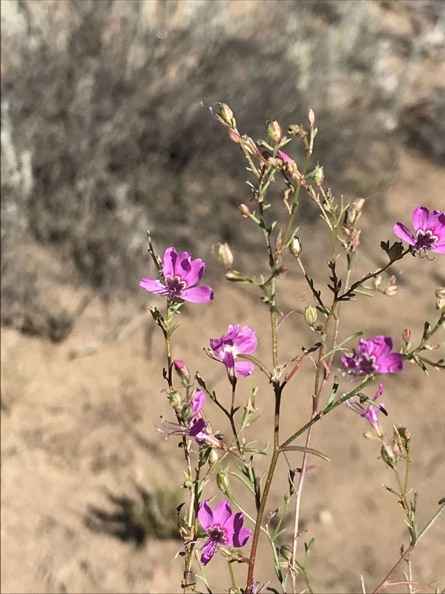 Image of Baja California ipomopsis