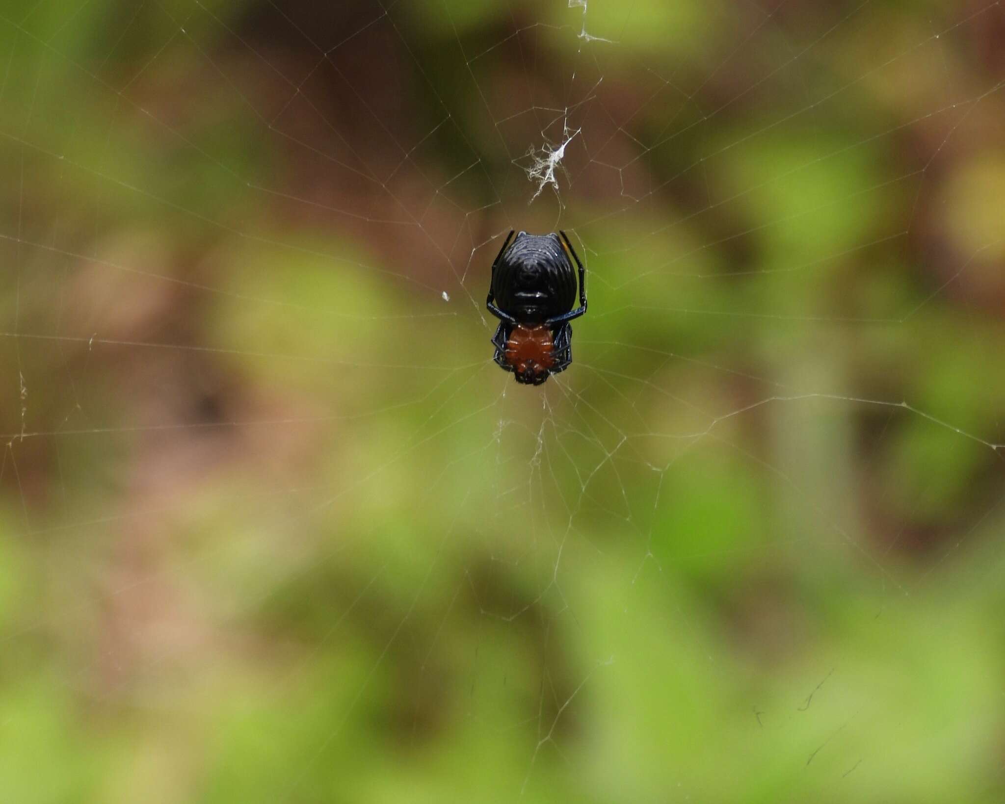 Image of Micrathena glyptogonoides Levi 1985