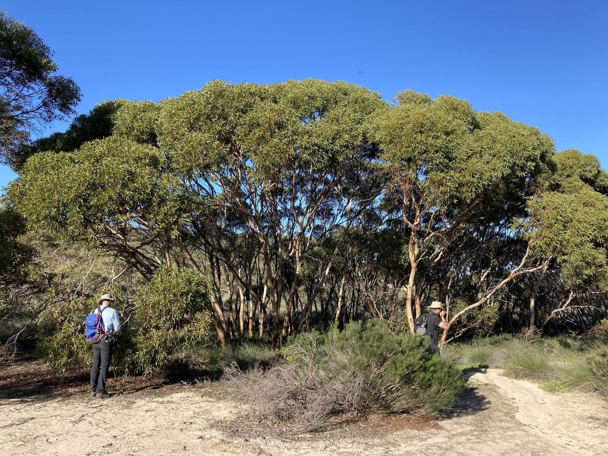 Image of Eucalyptus leprophloia M. I. H. Brooker & S. D. Hopper