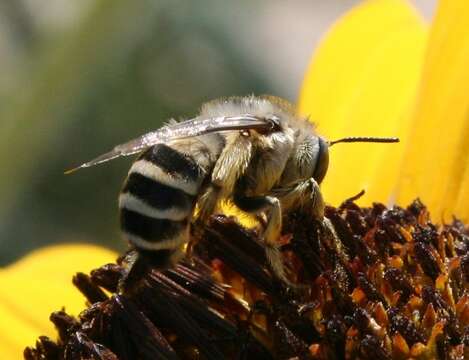 Anthophora urbana Cresson 1879 resmi