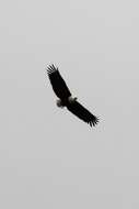 Image of African Fish Eagle