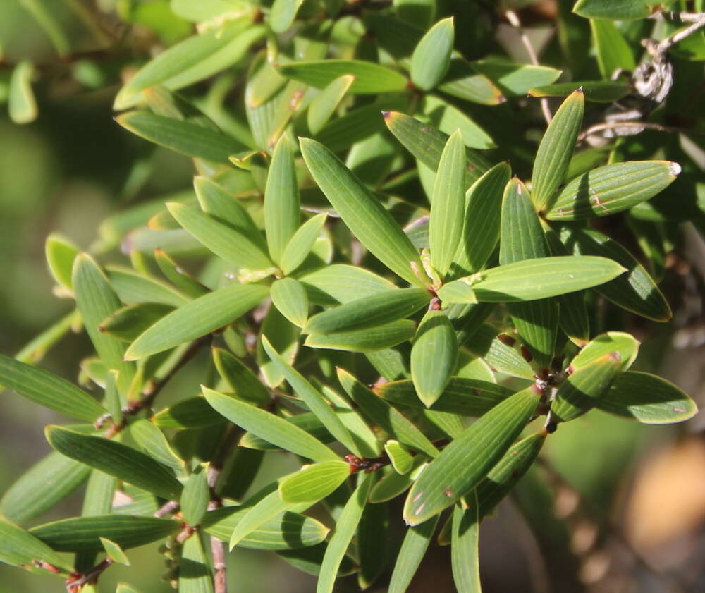 صورة <i>Leucopogon fasciculatus</i>