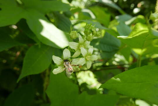 Andrena florea Fabricius 1793 resmi