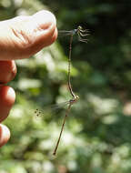 Imagem de Coeliccia bimaculata Laidlaw 1914