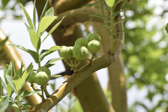 Image of Euphorbia tanquahuete Sessé & Moc.