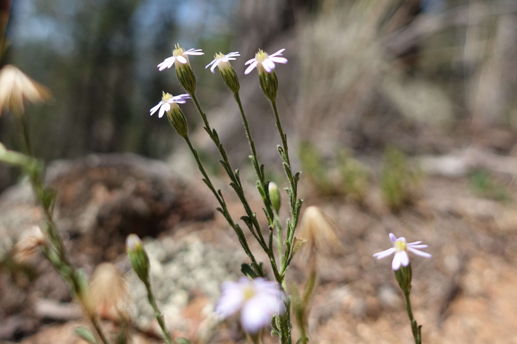 Image of Vittadinia cuneata DC.