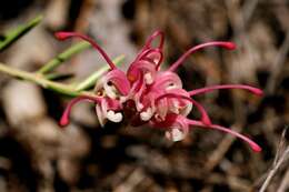 Image of Grevillea lavandulacea subsp. lavandulacea