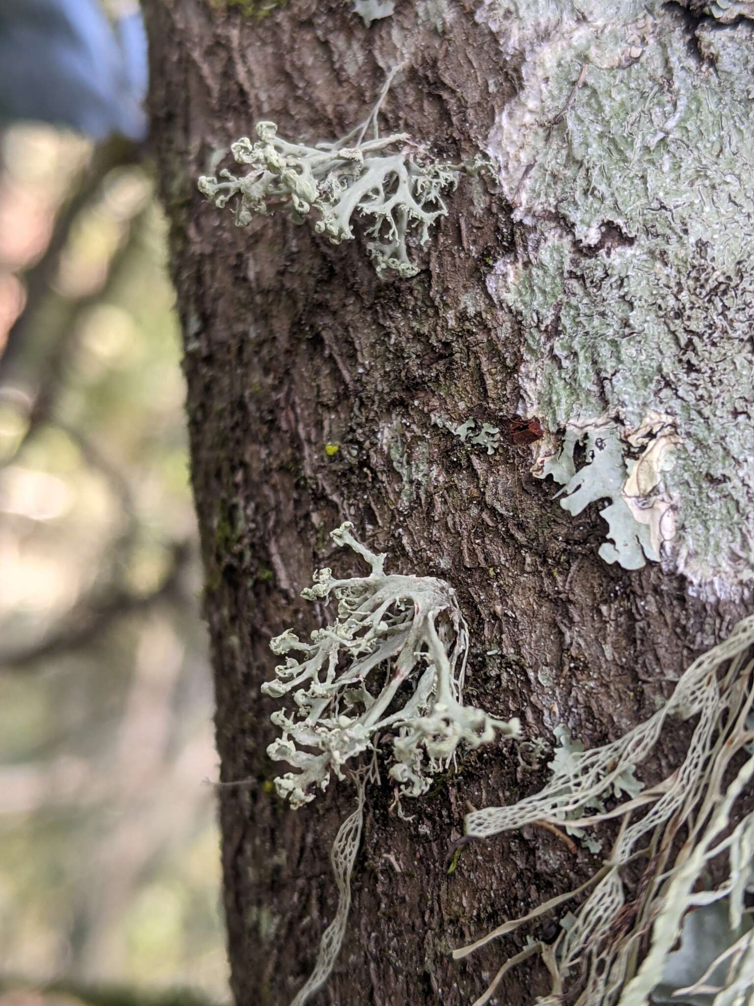 Imagem de Ramalina pollinaria (Westr.) Ach.