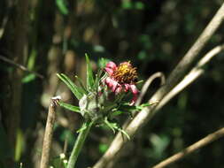 Image of Mutisia coccinea A. St. Hil.