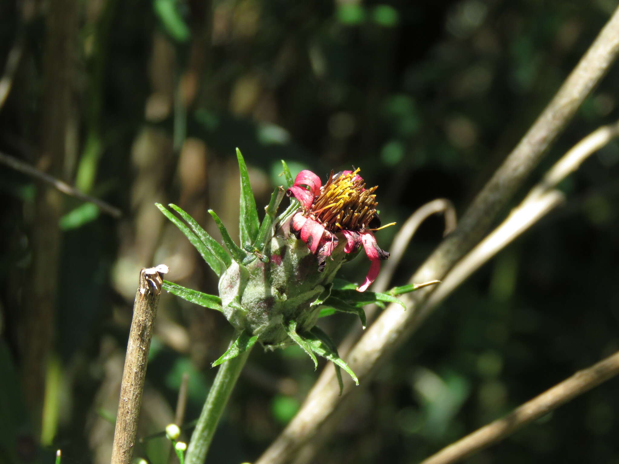 Image de Mutisia coccinea A. St. Hil.