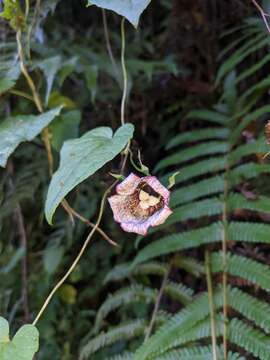 Codonopsis viridis Wall. resmi