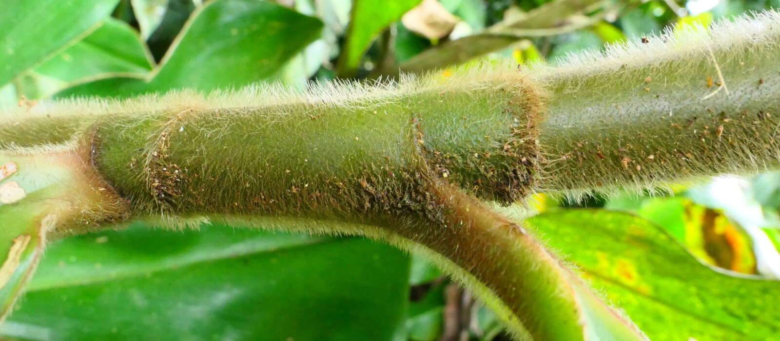 Image of Costus longibracteolatus Maas