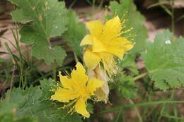 Image of yellow stingbush