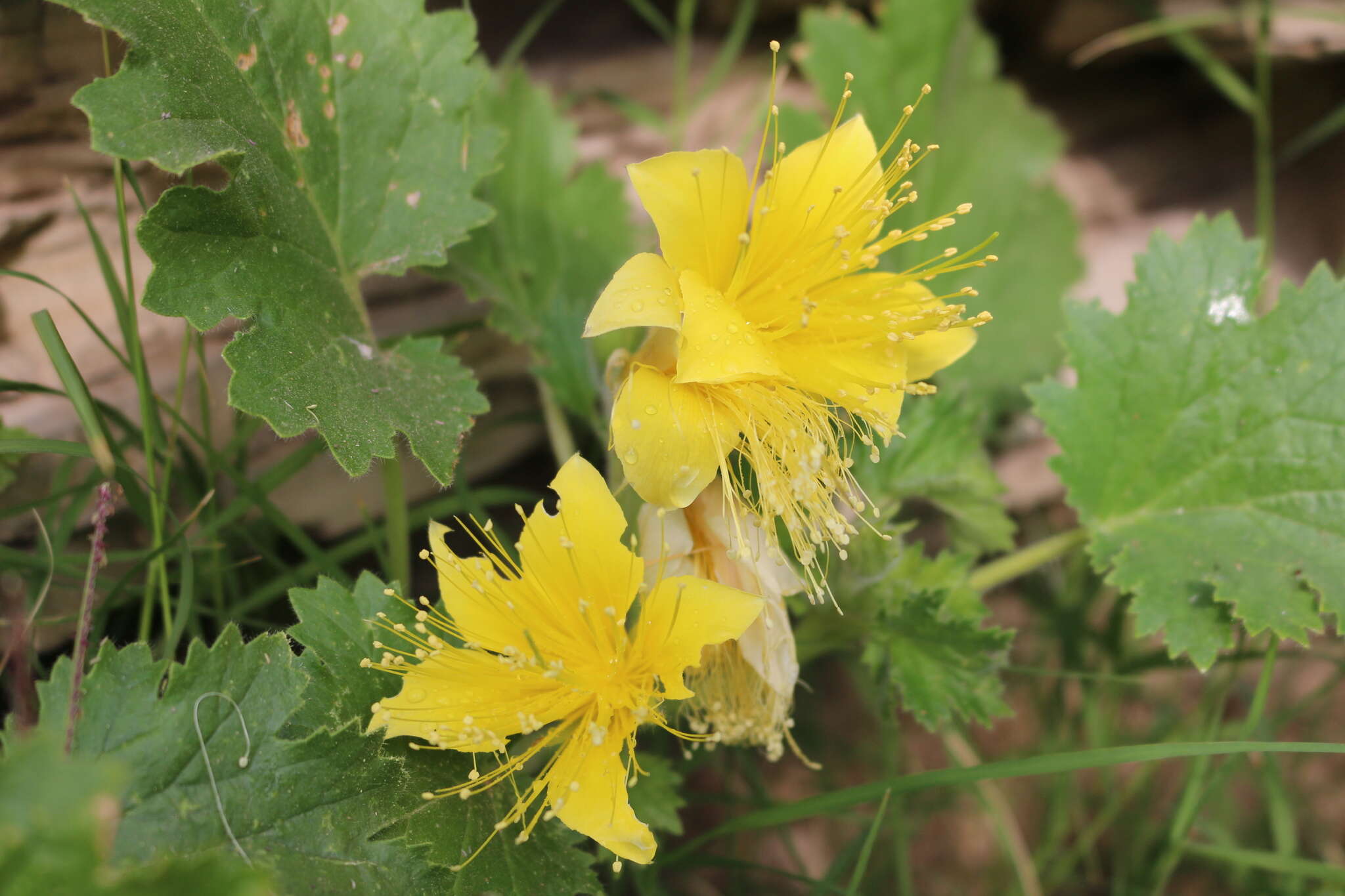 Image of yellow stingbush