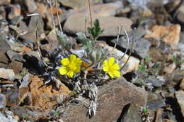 Image of pretty cinquefoil