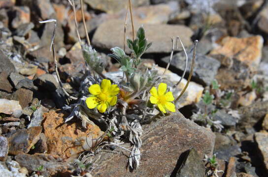 Слика од Potentilla pulchella R. Br.