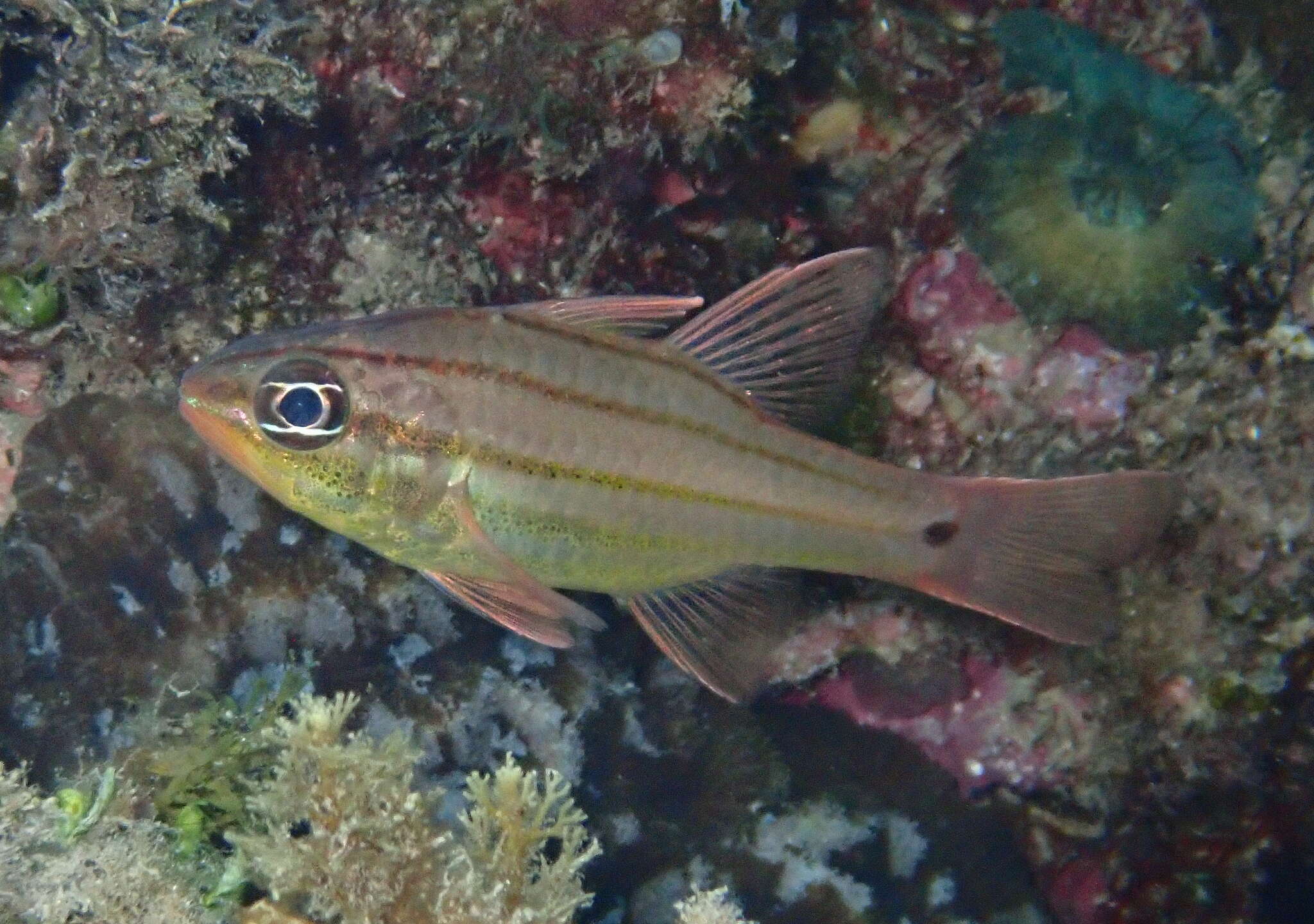 Image of Doederlein&#39;s Cardinalfish