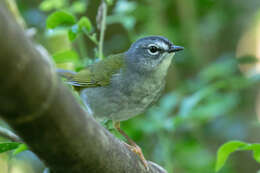 Слика од Myiothlypis leucoblephara (Vieillot 1817)