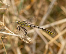 Image of Tamaulipan Clubtail