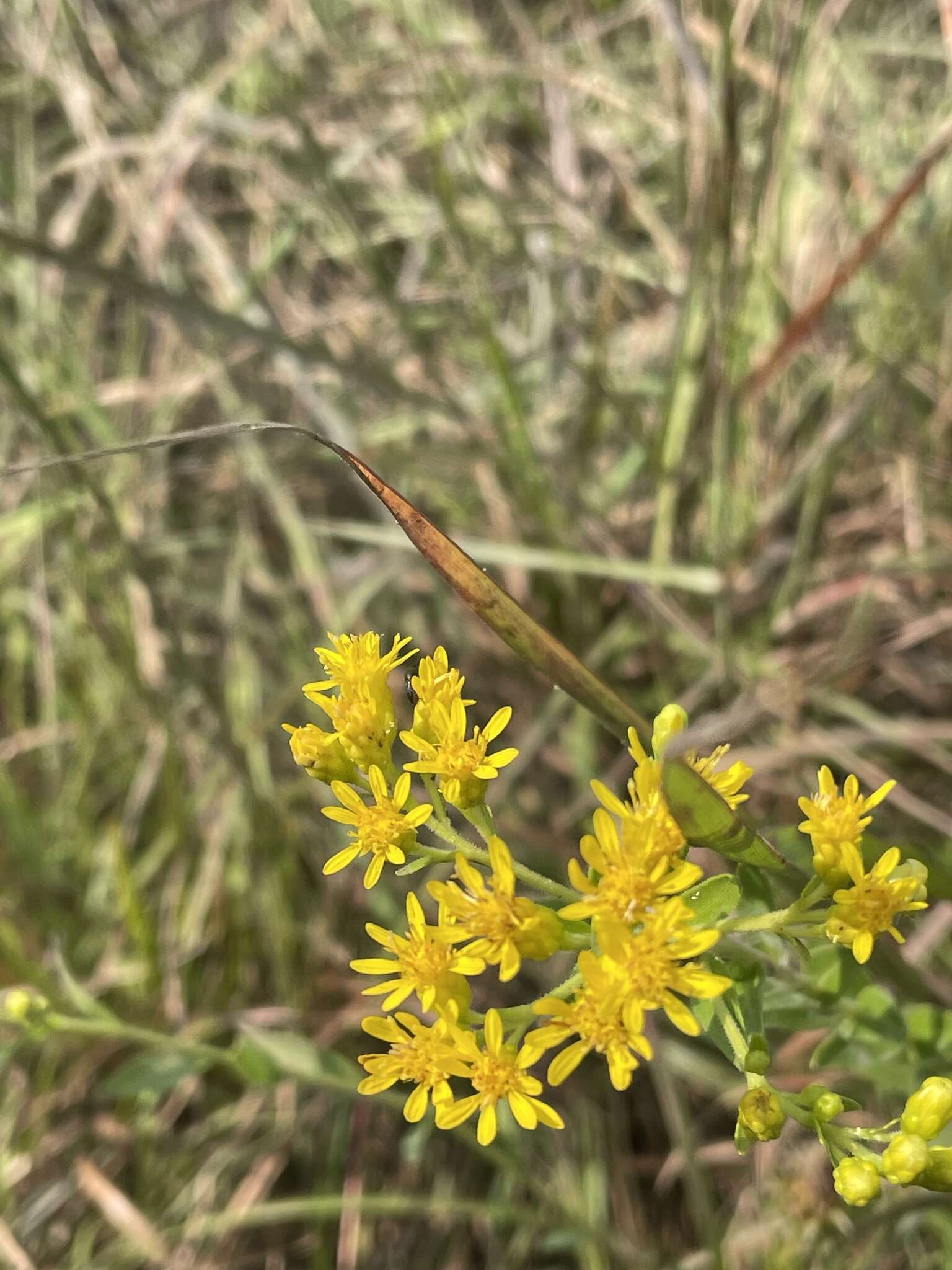 Слика од Solidago rigida subsp. glabrata (Braun) S. B. Heard & J. C. Semple