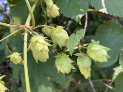 Image of Humulus lupulus var. lupulus