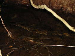 Image of Schneider's Smooth-fronted Caiman