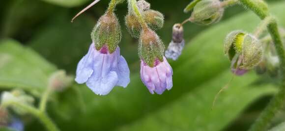 Image de Cynoglossum anchusoides Lindl.